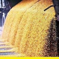 Запасы пшеницы в Казахстане к 1 апреля текущего года составили 8,43 млн тонн