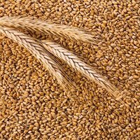 Казахстан еще на полгода продлил запрет на ввоз пшеницы всеми видами транспорта