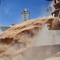 Китай всколыхнул зерновой рынок отменой поставок пшеницы из США и Австралии