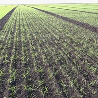 1-я декада апреля: в Казахстане сложились хорошие условия для роста и развития озимых зерновых культур