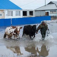 На какую помощь от государства могут рассчитывать фермеры, пострадавшие от паводков?