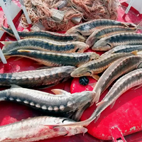 Казахстан: в ходе акции «Бекіре-2024» у браконьеров изъято почти 2,6 тонны рыбы