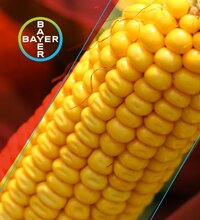 Защищаем посевы кукурузы