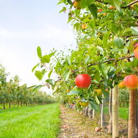  В Казахстане планируют ввести страхование плодовых насаждений
