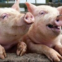 МЭБ подтвердило статус Казахстана, как страны, свободной от классической чумы свиней 