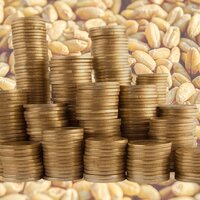 Украина: Аграрный фонд начинает форвардные закупки зерна урожая-2021 в объеме 160 тыс. тонн