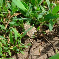 В Западно-Казахстанской области наблюдается массовый лет лугового мотылька 