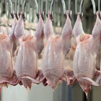 Добавили веса: ежедневно в Казахстане производится более 800 тонн мяса птицы, что на 6,3% больше прошлогоднего уровня