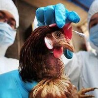 Напал на племя: птичий грипп угрожающе расползается по Северо-Казахстанской области
