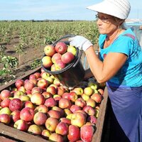 По садам, по полям: в Алматинской области в нынешнем сезоне планируется собрать 139 тыс. тонн фруктов, из них  —  92 тыс. тонн  яблок