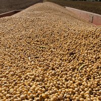 Китай в 2022 году планирует увеличить урожай сои на 25%- Минсельхоз