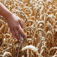 Страда стартовала: аграрии нескольких хозяйств Северо-Казахстанской области впервые приступили к жатве во второй декаде июля