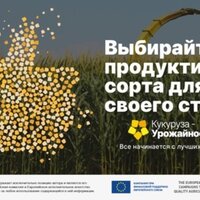 Выбирайте продуктивные сорта для своего стада