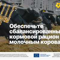 Молочным коровам — сбалансированный кормовой рацион 