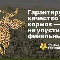 Все начинается с лучших семян