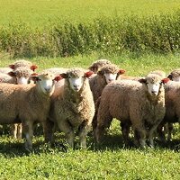 Казахстанское овцеводство: больше мяса и меньше шерсти