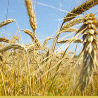 Твердая пшеница: цены и тренды