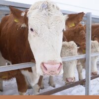 Акмолинская область: новая молочно-товарная ферма завезла 123 коровы симментальской породы из Германии 