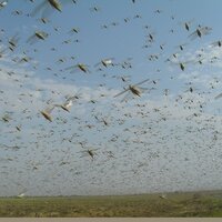 Саранча в Казахстане и мире Саранча в Казахстане и мире