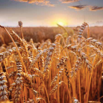 Урожай 2022: куда пойдут цены на зерно?