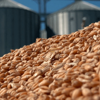 О ситуации на рынке зерна: логистика, агроэкономика, торговля