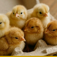 Как птица окрыляет фермеров