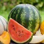 Аграрии Туркестанской области с опозданием приступили к посеву арбузов и дынь