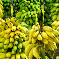 В Казахстане начали выращивать бананы в промышленных масштабах