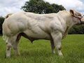 Казахстанские ученые разработали биодобавку для повышения репродуктивности племенных быков