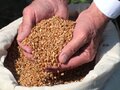 В Казахстане установили закупочные цены на зерно нового урожая