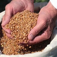 Турция планирует собрать около 39,5 млн тонн зерновых в текущем году