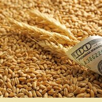 Казахстан в 2022 году нарастил экспорт пшеницы и подсолнечного масла