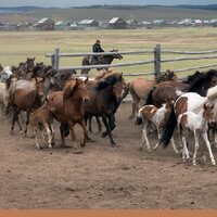 Казахстан: в этом году Фонд финансовой поддержки сельского хозяйства профинансирует сельчан на 63 млрд. тенге