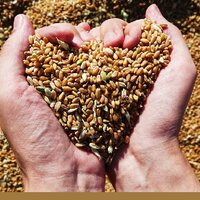 Продкорпорация: в Казахстане планируют по-новому финансировать хранение резервного запаса зерна