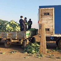 Казахстан: аграрии Туркестанской области начали посадку капусты