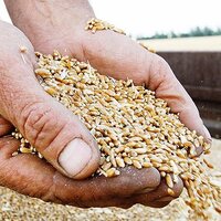 Россия: Минсельхоз планирует установить квоту на экспорт зерна на срок с 1 января по 30 июня 2021 года