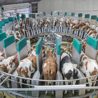 Опыт Северо-Казахстанской области по созданию молочных ферм распространяется по всей стране