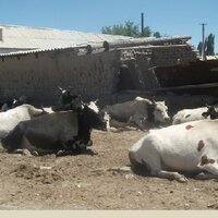 В Акмолинской области болеет домашний скот: диагноз пока не поставлен