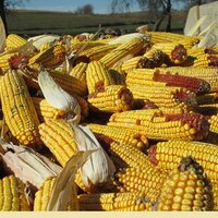 Независимые эксперты резко снизили прогноз второго урожая кукурузы в Бразилии 