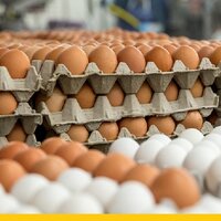 Казахстан: с начала года цена на яйцо выросла в рознице до 600 тенге за десяток