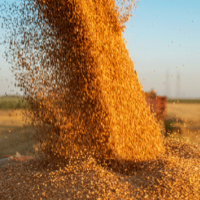 Экспорт казахстанского зерна вырос на 25% за год, однако муки — напротив, сократился 12%