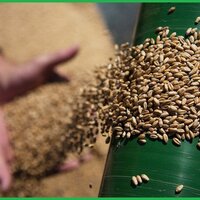 В Казахстане за счет форвардного закупа приобретено почти 484 тыс. тонн зерновых и масличных культур