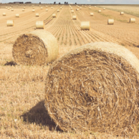 Казахстанскими фермерами на 22 сентября заготовлено 23,2 млн. тонн сена, или 98% от плана