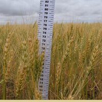 Первые тонны зерна нового урожая-2021 начали поступать с полей Северного Казахстана