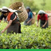 Вспышка коронавируса в Индии ударит по ценам на чай