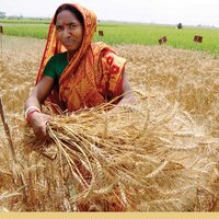 Индия: на подходе очередной рекордный урожай пшеницы — до 108,75 млн. тонн