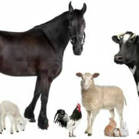 Нацстат: поголовье КРС в Казахстане выросло на 5,2% за год — до 8 млн. 530,9 тыс. голов