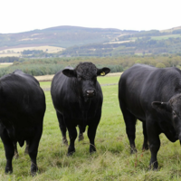 Казахстан заключил контракт на поставку семени быков абердин-ангусской породы из Великобритании