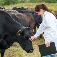 Минсельхоз России разработал новые правила учета племенного скота