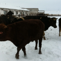 У крупного рогатого скота в Карагандинской области выявлено бешенство
